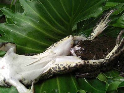 Gaya Kamasutra Ala Katak [ www.BlogApaAja.com ]