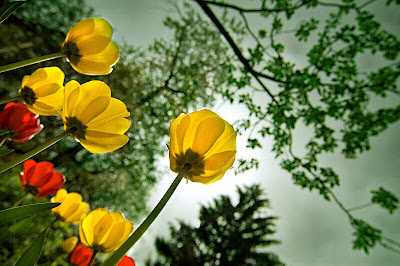 Fotografías e imágenes de flores