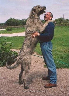 Biggest   World on The Pictures Blog Of Mr  Malao S  Biggest Dogs In The World Part 2