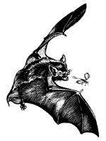 Little Brown Bat Drawing