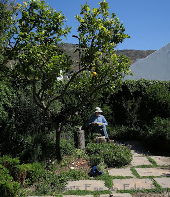 Sitting under the lemon tree