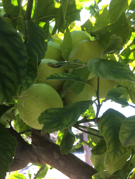 A bunch of eureka lemons on a tree