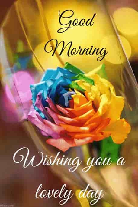 Best Good Morning Hd Images Wishes Pictures And Greetings