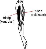 gerak ekstensor, otot bisep kontraksi dan trisep relaksasi