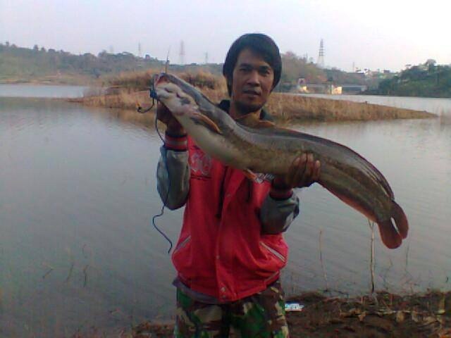  Ikan Babon Waduh Jati Barang Mancing Mania