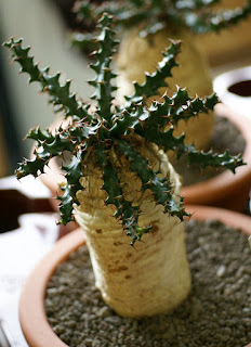 Euphorbia squarrosa - Plante à caudex 