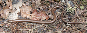 Female slow-worm, Anguis fragilis, under a metal plate at the edge of a dry meadow in Keston. 14 May 2011.  Taken with a Canon EOS 450D and a Canon EF 28-135 f/3.5-5.6 IS USM lens.