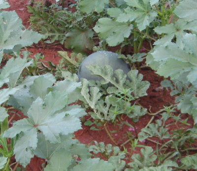 watermelon plant leaves. The Sugar Baby watermelons