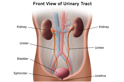    The Kidneys and Urinary Tract This article gives a brief overview of the kidneys, kidney function and the urinary tract.   What are the kidneys and urinary tract?  The kidneys are a pair of organs on the left and right sides of the abdomen (tummy). The kidneys have a number of important functions which include: • Maintaining the body's fluid balance. • Clearing waste substances from the blood. • Regulating blood pressure. • Making certain hormones. • Balancing the levels of certain chemicals in the blood. The urinary tract is a series of tubes and storage vessels that take the urine produced by the kidneys from inside the body to the outside. This includes the ureters, bladder and urethra. The ureters take urine produced by the kidneys to the bladder. The bladder stores urine until it is ready to be passed out. The urethra forms the passage between the bladder and the outside world. In men the urethra also carries sperm.  Where are the kidneys and urinary tract situated? The two kidneys lie to the sides of the upper abdomen, behind the intestines, and either side of the spine. Each kidney is about the size of a large orange, but bean-shaped. The ureters descend through the abdomen, one from each kidney. into the pelvis. Here they enter the bladder. The urethra is the tube leading from the floor of the bladder to the outside. A woman's urethra is much shorter than a man's. This may be why women are more likely to have urinary tract infections, as bacteria have less far to travel to cause an infection. In a man the urethra passes through the prostate gland and then through the penis. It also has several other glands associated with it   What do the kidneys and urinary tract do? The kidneys clear waste materials from the body and maintain a normal balance of fluids and chemicals in the body. They also help to control your blood pressure, make certain hormones and regulate the acidity of your blood. The urinary tract collects and stores urine, and provides the system of tubes necessary to release it from the body. In men, the urethra also carries sperm during ejaculation.  How do the kidneys and urinary tract work? A large blood vessel called the renal artery takes blood to each kidney. The renal artery divides into many tiny blood vessels (capillaries) throughout the kidney. In the outer part of the kidneys, tiny blood vessels cluster together to form structures called glomeruli.   Each glomerulus is like a filter. The structure of the glomerulus allows waste products and some water and salt to pass from the blood into a tiny channel called a tubule, while keeping blood cells and protein in the bloodstream. Each glomerulus and tubule is called a 'nephron'. There are about one million nephrons in each kidney.      . As the waste products, water and salts pass along the tubule there is a complex adjustment of the content. For example, some water and salts may be absorbed back into the bloodstream, depending on the current level of water and salt in your blood. Tiny blood vessels next to each tubule enable this 'fine tuning' of the transfer of water and salts between the tubules and the blood.  The liquid that remains at the end of each tubule is called urine. This drains into larger channels (ducts) which drain into the renal pelvis (the inner part of the kidney). From the renal pelvis the urine passes down a tube called a ureter which goes from each kidney to the bladder. Urine is stored in the bladder until it is passed out through the urethra when we go to the toilet. The 'cleaned' (filtered) blood from each kidney collects into a large blood vessel called the renal vein. This takes the blood back towards the heart.  Balancing the level of fluid in your body is complicated. Too much fluid in the bloodstream can cause oedema (swelling of the body's tissues). Too little fluid can cause a drop in the amount of blood being sent to your vital organs. The kidneys monitor the level of fluid in your blood and your blood pressure.   When special cells in the kidneys sense a drop in your blood pressure they respond by releasing an enzyme (chemical) called renin. Renin changes a substance in the blood called angiotensinogen into angiotensin I. Another enzyme called angiotensin-converting enzyme (ACE) converts the angiotensin I into angiotensin II.  Angiotensin II works to increase blood pressure. It does this by slowing down the amount of water and other substances passing from the glomerulus into the tubule. It also makes more salt pass back into the bloodstream. This salt attracts water, so more water is reabsorbed back into the blood. It also encourages the adrenal glands (found sitting on top of the kidneys) to release a hormone called aldosterone. This hormone also helps more salt to be reabsorbed, and therefore more water. All of these steps help to increase your blood pressure.   Some of the medicines that help keep blood pressure low stop ACE working efficiently. They are known as ACE inhibitors. By blocking ACE, less angiotensin II is produced.   Your brain also plays a part in regulating your blood pressure and fluid balance. Special receptors (cells that monitor changes in the body) in the brain measure the make-up of your blood. If these sensors find that your body needs more fluid, they send signals via the nervous system to another part of the brain called the posterior pituitary. This part of the brain releases a hormone known as antidiuretic hormone (ADH). ADH travels in the bloodstream to the kidneys. Here, ADH makes the last part of the tubule more 'leaky'. This allows water to move back into the blood instead of becoming urine.   The kidneys also play a role in the absorption of certain minerals, including calcium and magnesium. Certain cells in the kidney produce the hormone calcitrol which is the active form of vitamin D. Another hormone produced by cells in the kidney is erythropoietin (EPO). EPO stimulates the production of red blood cells in the bone marrow.   The urinary tract collects and stores urine and provides a passage for urine to be expelled from the body. The ureters are about 25-30 cm long and carry urine from the kidneys to the bladder. Although the ureters are thin tubes they have muscle within their walls. This helps to push urine towards the bladder.   The bladder is a hollow muscular organ. When empty it collapses on itself. As it fills with urine it becomes pear-shaped and rises into the abdominal cavity. The bladder holds around 700-800 millilitres (mls) of urine.   Urination (passing urine) occurs by a combination of voluntary and involuntary muscle contractions. The wall of the bladder has special receptors which can tell if the bladder is stretched. When the amount of urine in the bladder reaches between 200-400 mls these receptors send signals to the spinal cord. These signals trigger a reflex (an involuntary action). Signals are sent back from the spinal cord to the bladder wall. These signals cause contraction of some of the bladder muscles and relaxation of others. This causes urination. Although emptying of the bladder is a reflex, we learn to control this voluntarily during childhood.  Some disorders of the kidneys and urinary tract • Bedwetting • Cancer of the Bladder • Cancer of the Kidney • Cancer of the Penis • Cancer of the Prostate • Chronic Kidney Disease • Cystitis • Diabetic Kidney Disease • Genitourinary (GU) Prolapse • Incontinence (Stress) • Incontinence (Urge) • Kidney Infection • Kidney Stones • Nephrotic Syndrome • Overactive Bladder Syndrome • Polycystic Kidney Disease • Prostate Gland Enlargement • Prostatitis • Urethral Stricture • Urethritis • Urine Infection      ===----====