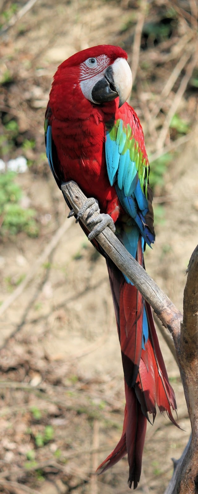 A portrait of a beautiful macaw.