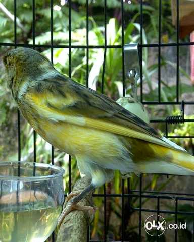 Jual Kenari Jantan Gacor Warna Bon, Harga Nego  Burung 9