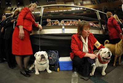 Backstage At The 135th Annual Westminster Dog Show Seen On www.coolpicturegallery.us