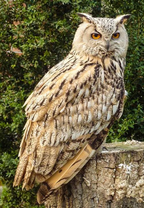 Image result for the eurasian eagle owl
