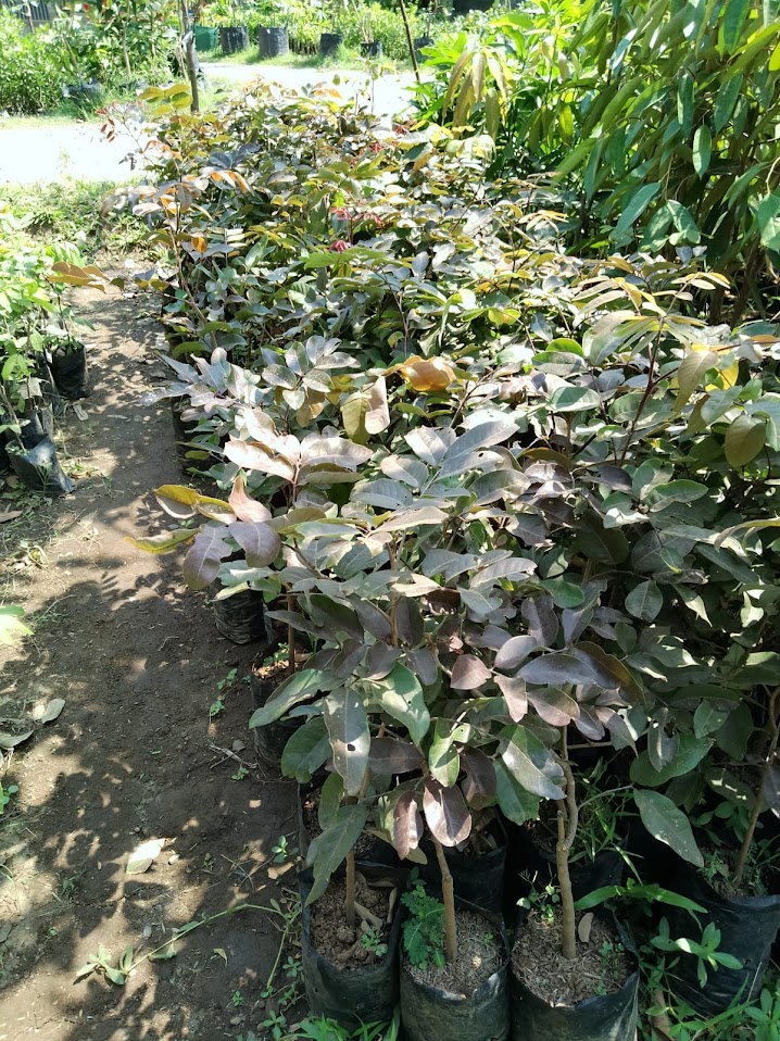 bibit tanaman buah kelengkeng merah unggulan bengkulu Kalimantan Barat
