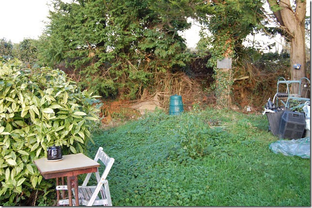 apple trees 004