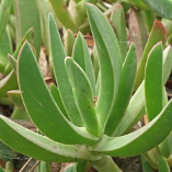 Flora of Algeria