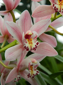  At the Allan Gardens Conservatory Cymbidium insigne Sweetheart  by garden muses-not another Toronto gardening blog