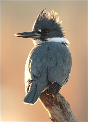 kingfisher Bird Photo