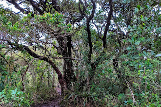 Its a track! Gunung Sibuatan 2457 Mdpl. 