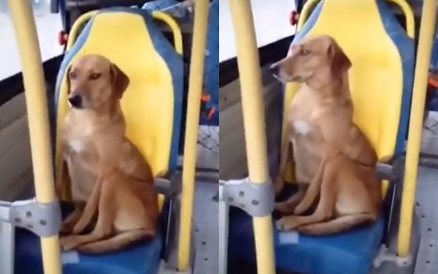 Cachorro viraliza andando de ônibus sozinho: "Independente"
