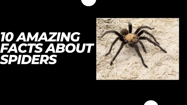 10 amazing facts about spiders