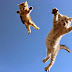2 gatitos saltando