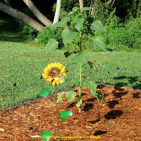 The Last Sunflower of Summer photographed September 15, 2013