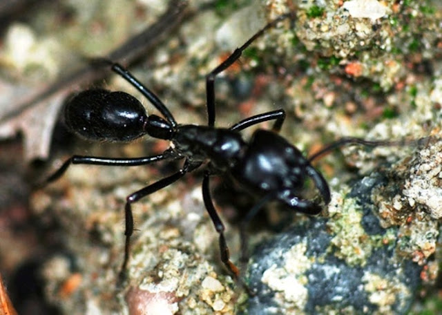 Resultado de imagem para formiga tocandira