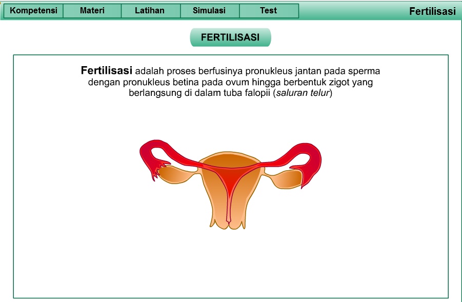 Materi tentang Fertilisasi  dan Gestasi beserta contoh soal 