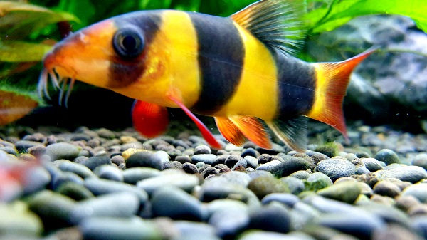 Best Large Freshwater Community Fish - Clown Loach