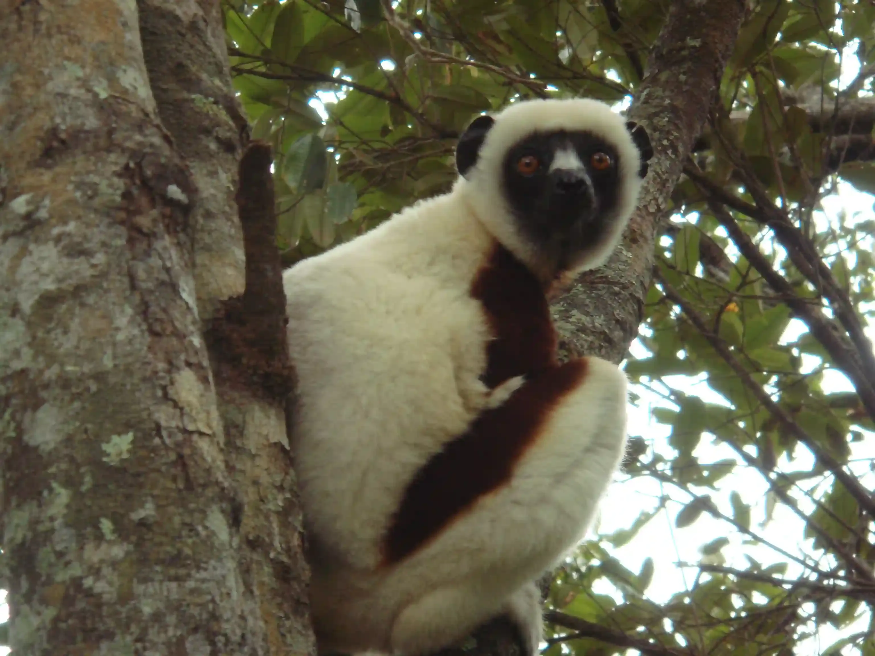 Coquerel's Sifaka