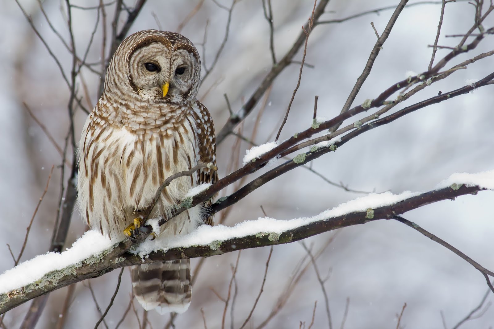 Banco de Imagenes Gratis: Búho en la nieve - Owl in the Snow - Aves ...