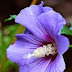 Blue Rose of Sharon - (by Diana)