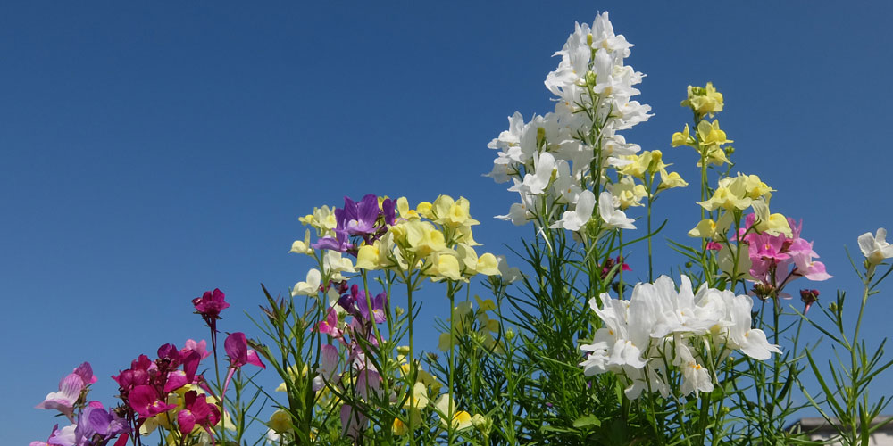 一月開什麼花 19年1月igarden頂樓花園實錄 園藝部落格 Igarden 花寶愛花園園藝文摘plus 一月開什麼花 19年1月igarden頂樓花園實錄 園藝部落格 Igarden 花寶愛花園園藝文摘plus