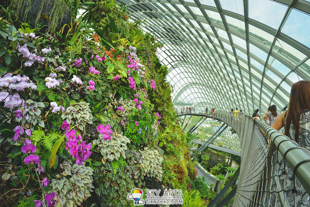 A cliff where various kind of plant growing gracefully on it | Cloud Forest @ Gardens By The Bay, Singapore