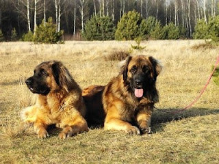 Leonberger photos