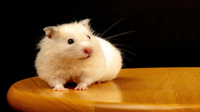 Syrian Hamster