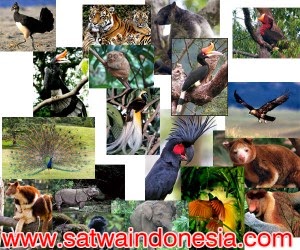 Kekayaan Flora dan Fauna Indonesia Satwa Indonesia