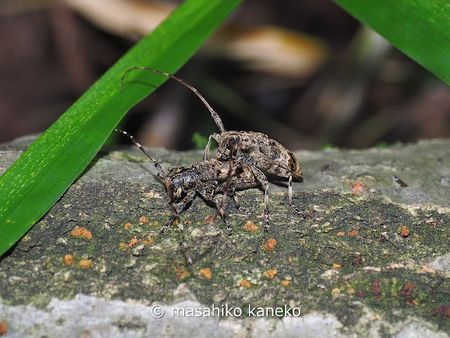 ナガゴマフカミキリ