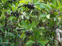 Blue-black fruit - Ho'omaluhia Botanical Garden, Kaneohe, HI