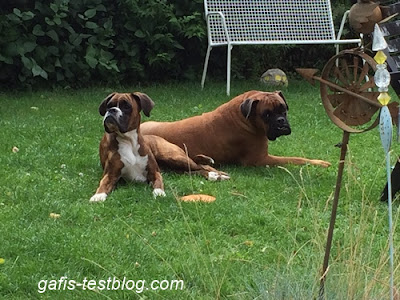 Amy und Elvis im Gras