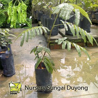 Nursery Sungai Duyong: Petai Gedung Tumbuhan Anda Sekeluarga