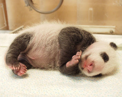 Panda tattoo is fading. Diposkan oleh Animal-Tattoo-Art-Pictures-Animal di