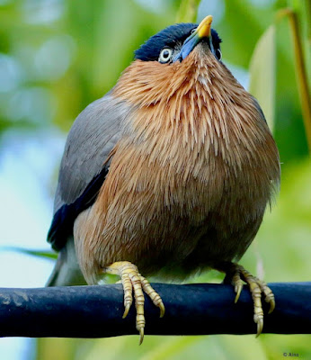 "In the snap the Brahminy Starling - Sturnia pagodarum, is sitting in a crouched position on an electric cable."