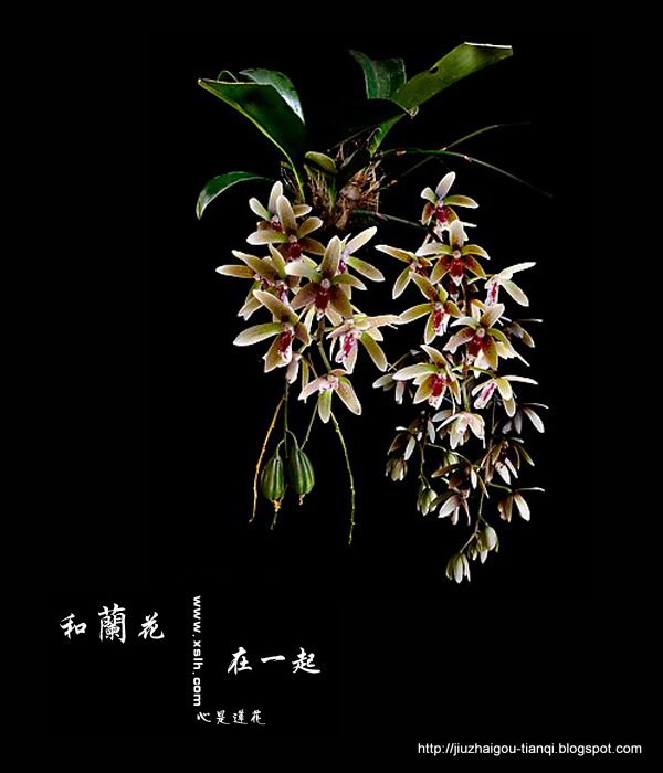 兰花-花:FO-09020112125412