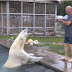 O único homem no mundo que pode tocar e nadar com um urso polar