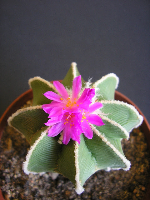 xuong-rong-aztekium-hintonii