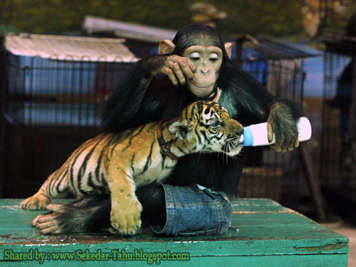 Waaww...ada seekor Kera sedang menyusui anak Harimau ....!! 