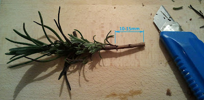 Lavandula officinalis, sinonimi su Lavandula angustifolia,Lavandula vera