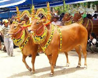 Sapi Sonok dari Madura